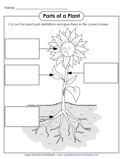 Parts of a Plant (Basic) - Parts of a Plant Cut & Glue (Basic) (Printable PDF Worksheet)