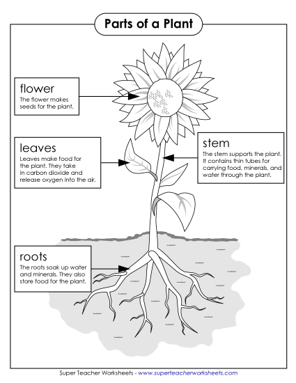 Parts of a Plant (Basic) - Parts of a Plant Poster (Basic; Black & White) (Printable PDF Worksheet)