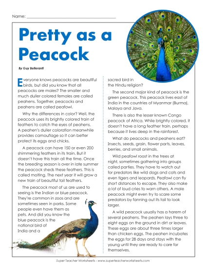 Birds - Peacocks (Peafowl) (Printable PDF Worksheet)