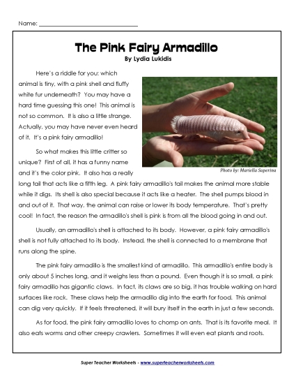 Mammals - Pink Fairy Armadillos (Printable PDF Worksheet)