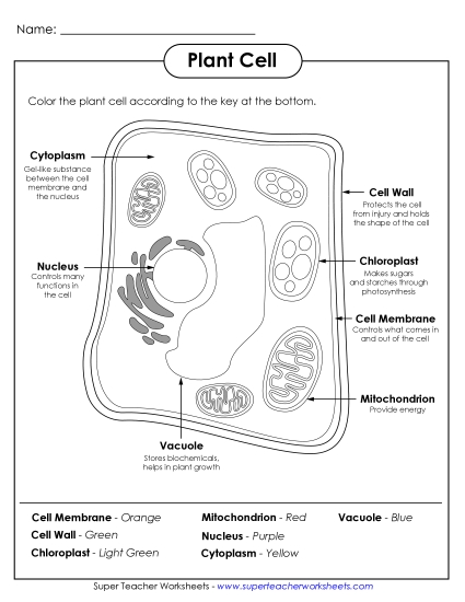 Plant Cells (Basic) - Plant Cell Coloring (Printable PDF Worksheet)