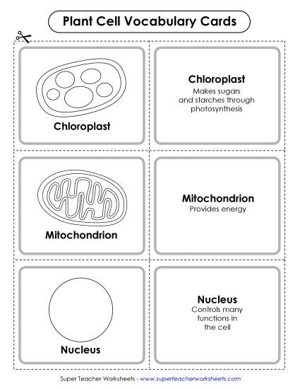 Plant Cells (Basic) - Plant Cell Vocabulary Cards (Printable PDF Worksheet)