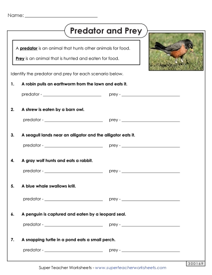 Food Chain Worksheets - Predator Prey (Printable PDF Worksheet)