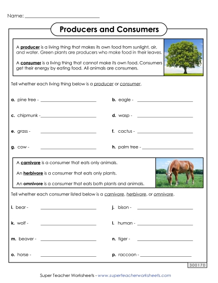 Food Chain Worksheets - Producers and Consumers (Printable PDF Worksheet)