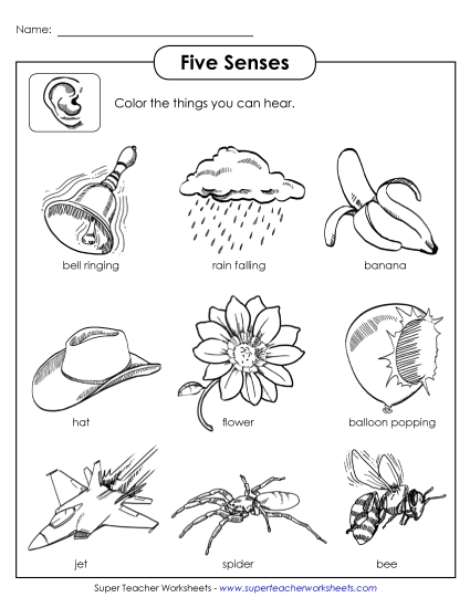 Worksheets - Sense of Hearing (Printable PDF Worksheet)