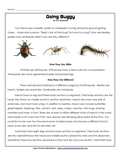 Animal Articles - Spiders, Beetles, Centipedes (Printable PDF Worksheet)