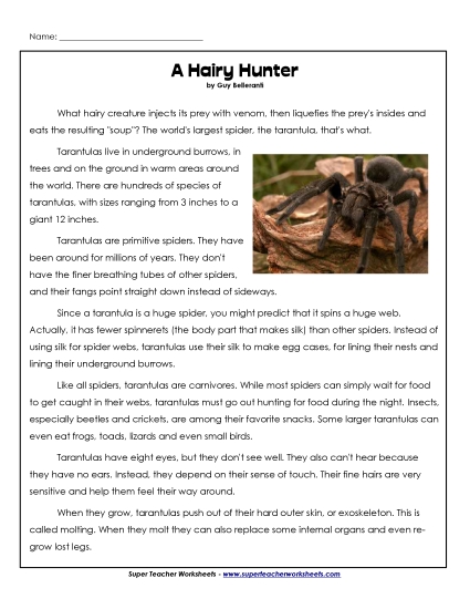 Insects, Spiders, and Bugs - Tarantulas (Printable PDF Worksheet)