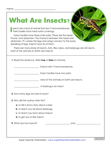 Nonfiction - What Are Insects?  (Printable PDF Worksheet)