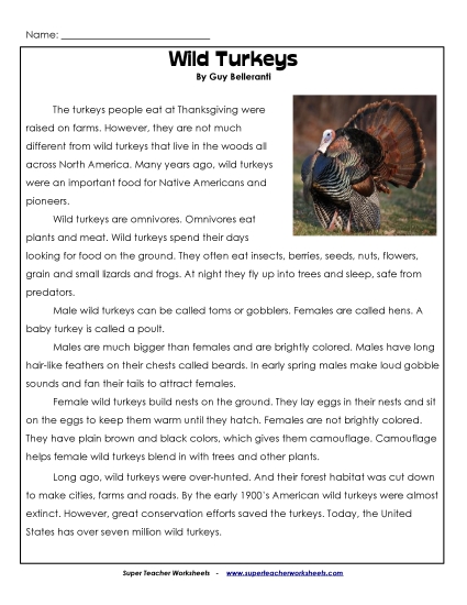 Birds - Wild Turkeys (Printable PDF Worksheet)