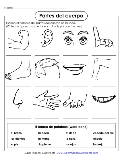 Body Parts (Partes del cuerpo) - Write the Words: Body Parts (Printable PDF Worksheet)