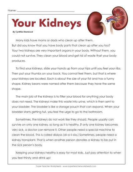 Human Body Articles - Your Kidneys (Printable PDF Worksheet)