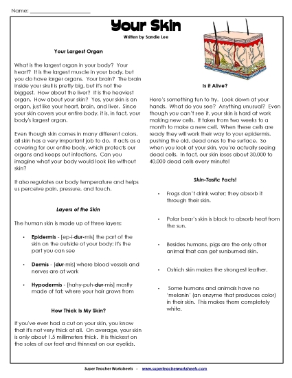 Human Body Articles - Your Skin (Printable PDF Worksheet)