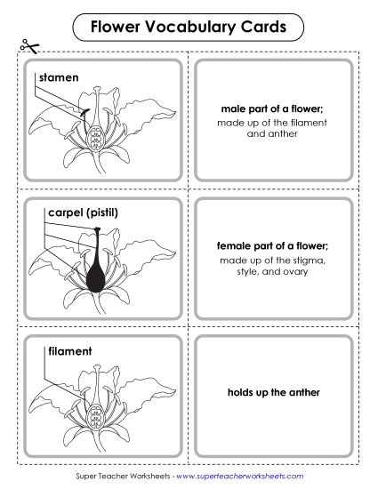 Flower Vocabulary Cards (Advanced)