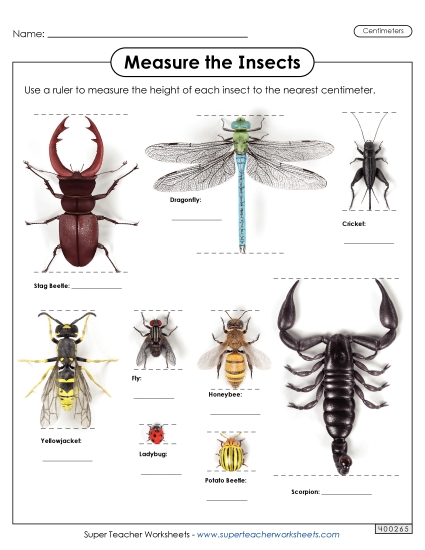 Measure the Insects (Nearest Centimeter)