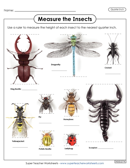 Measure the Insects (Nearest Quarter Inch)