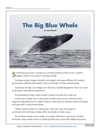 Blue Whales