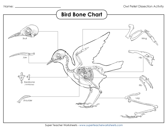 Bird Skeleton Bone Chart