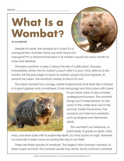 Wombats
