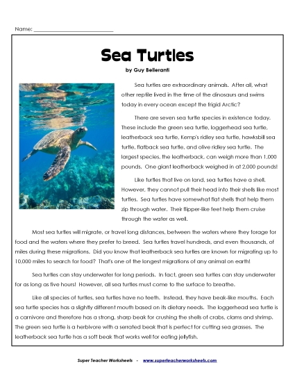 Sea Turtles