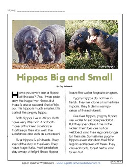Hippos Big and Small
