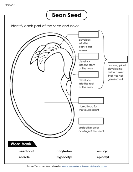Parts of a Bean (Intermediate)