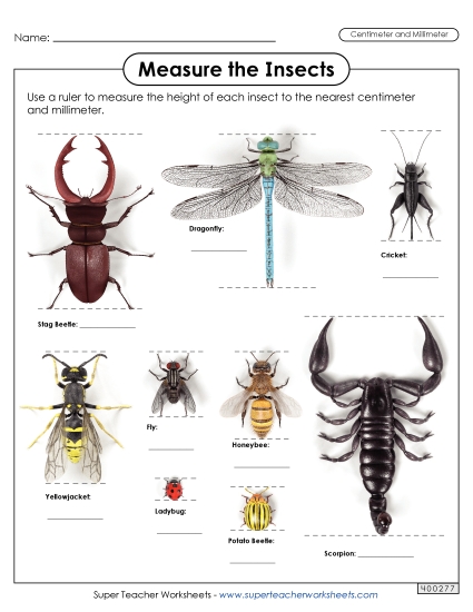 Measure the Insects <br>(Nearest Centimeter and Millimeter)