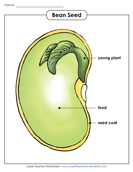 Bean Parts Poster (Basic)