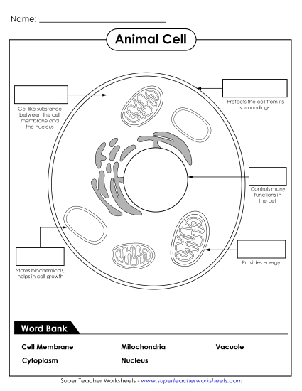 Identify Animal Cell Parts