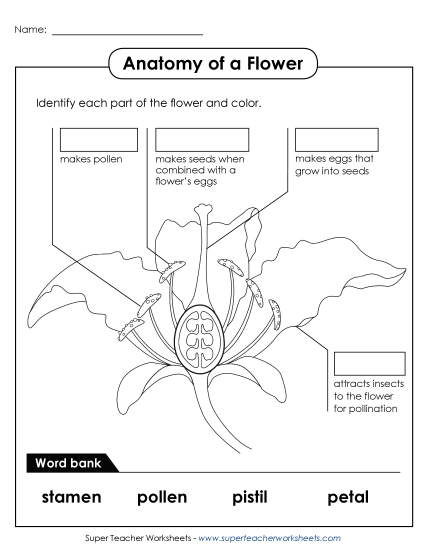 Parts of a Flower (Intermediate)