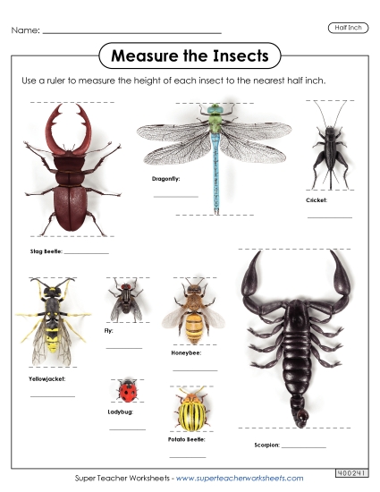 Measure the Insects (Nearest Half Inch)