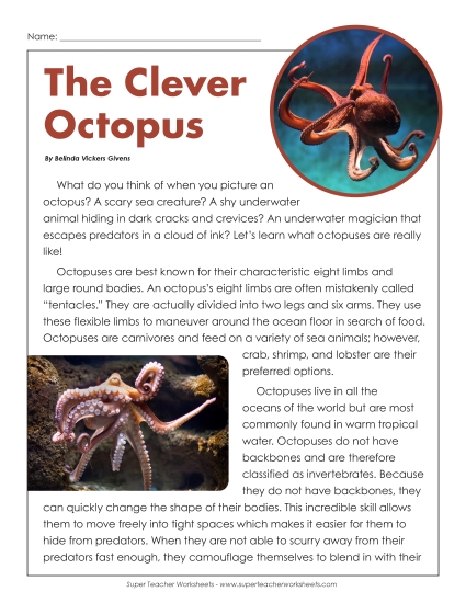 Octopuses: The Clever Octopus