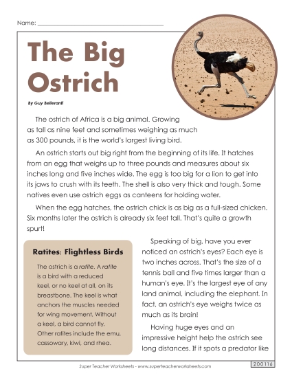 Ostriches