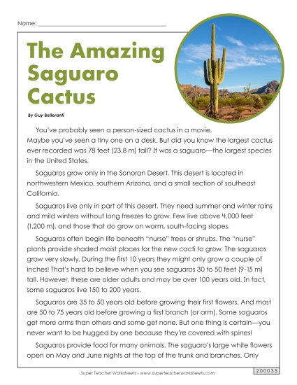 Saguaro Cactus