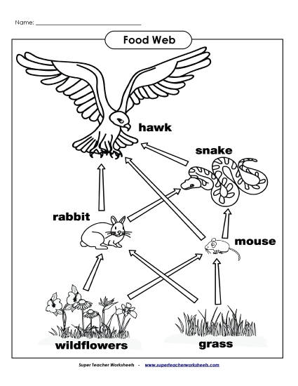 Food Web Picture