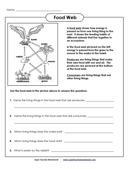 Food Web Worksheet