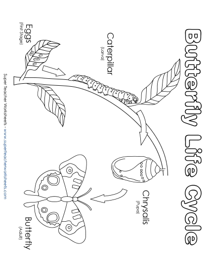Butterfly Life Cycle Picture