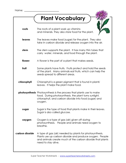 Plant Vocabulary Words