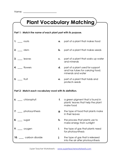 Plant Matching Activity (Intermediate)