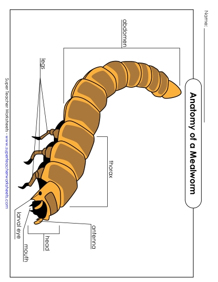 Mealworm - Picture (Color)