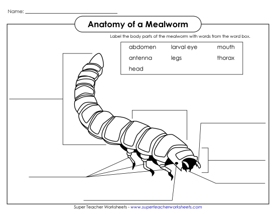 Mealworm - Label the Parts (Black and White)