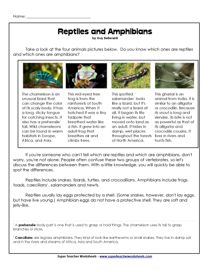 Amphibians and Reptiles