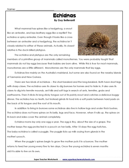 Spiny Anteaters (Echidnas)