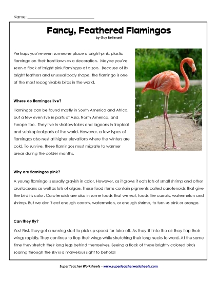 Flamingo