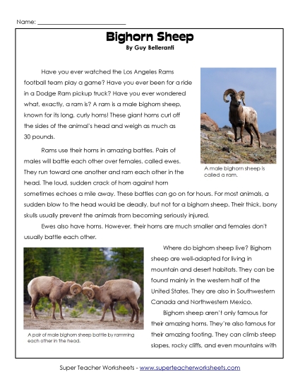 Bighorn Sheep