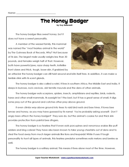 Honey Badgers
