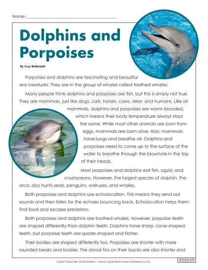 Dolphins and Porpoises