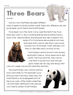 Three Types of Bears