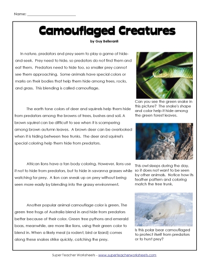 Camouflage (Article & Questions)