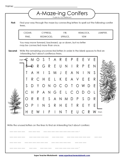 A-Maze-ing Puzzle: Conifers