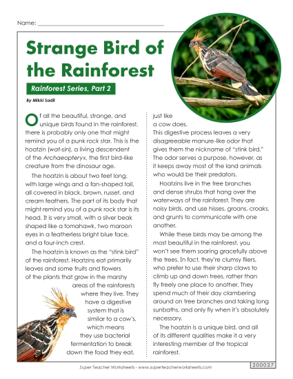 Rainforest, Part 2: Hoatzin Bird